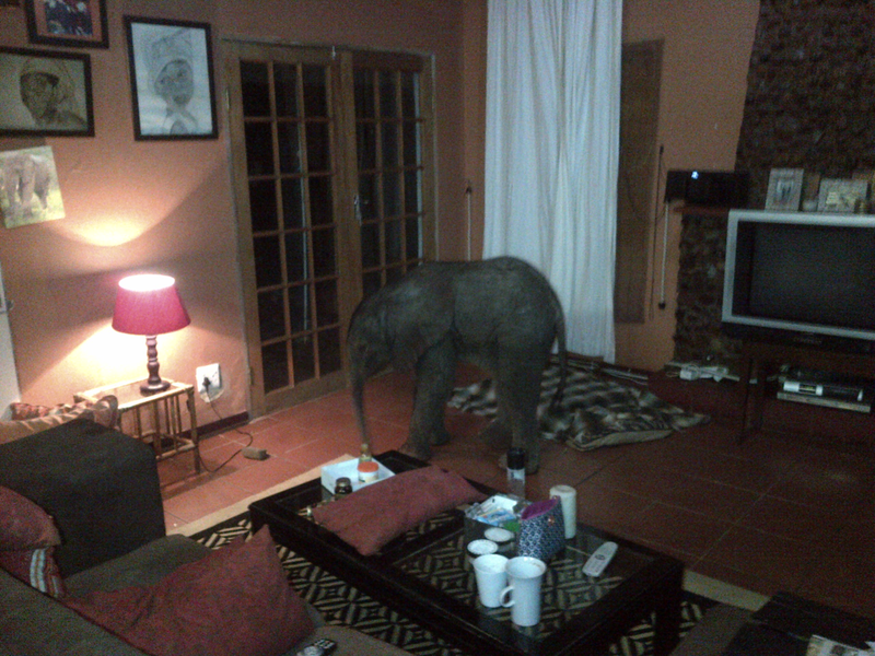 Illustration for article titled Baby Elephant Wanders Into South African Living Room, Has A Snack